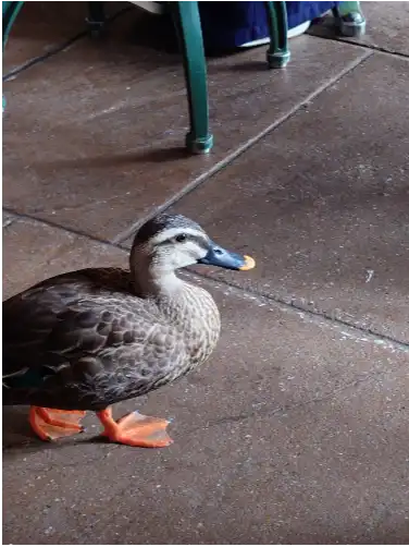 🦆